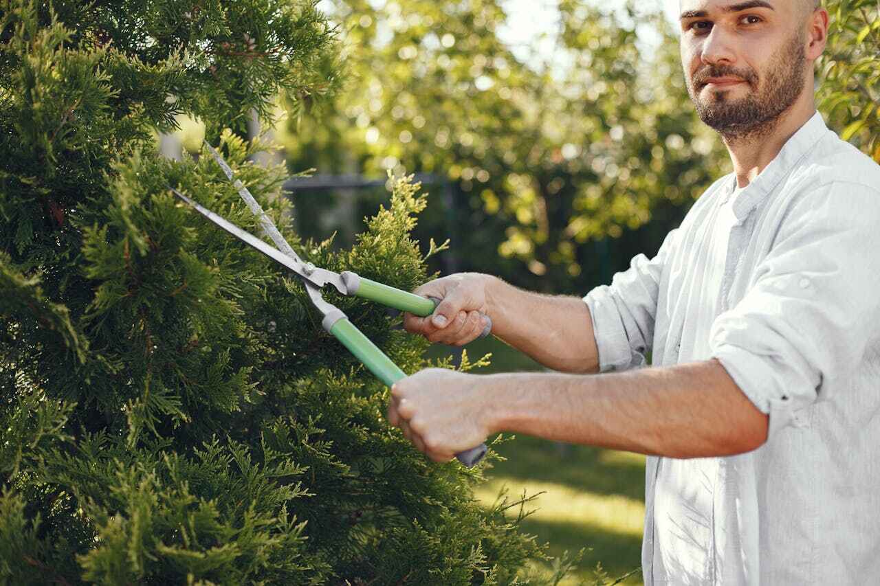 The Steps Involved in Our Tree Care Process in Walnut Grove, CA